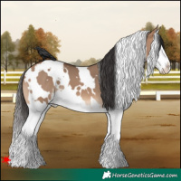 Horse Color:White Spotted Bay Dun Splash 
