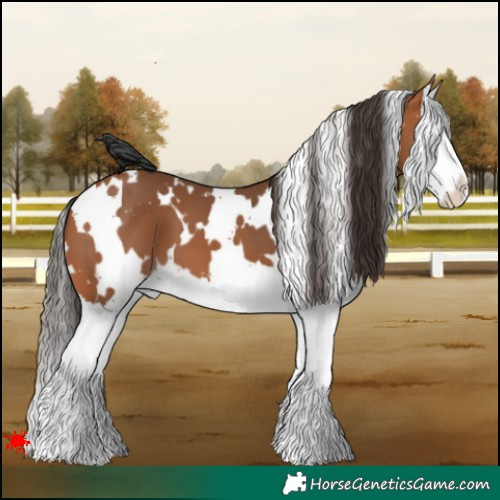 Horse Color:White Spotted Bay Splash 