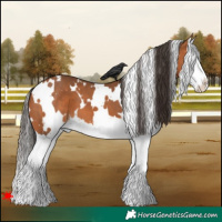 Horse Color:White Spotted Bay Splash 