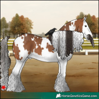 Horse Color:White Spotted Bay Splash 