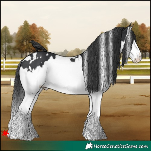 Horse Color:White Spotted Black Splash 