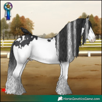 Horse Color:White Spotted Black Splash 