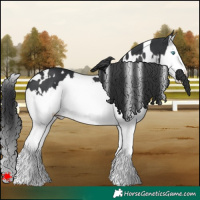 Horse Color:White Spotted Black Splash 