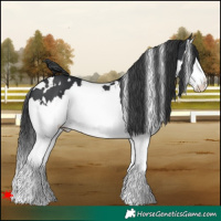 Horse Color:White Spotted Black Splash 