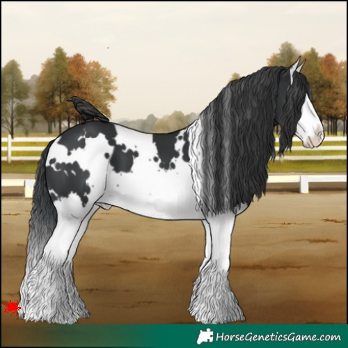 Horse Color:White Spotted Black Splash 