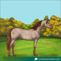 Horse Color:Red Dun Roan 