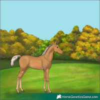 Horse Color:Palomino