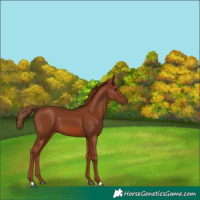 Horse Color:Chestnut 