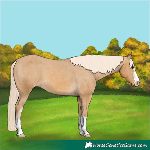 Horse Color:Palomino Appaloosa