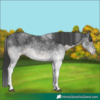 Horse Color:White Spotted Black