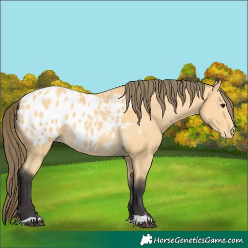 Horse Color:Buckskin Blanket 