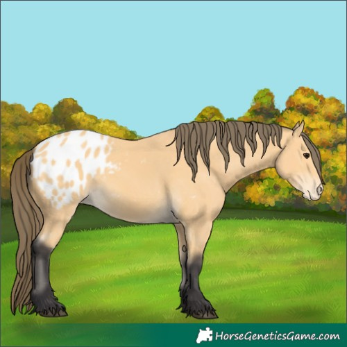 Horse Color:Buckskin Appaloosa 