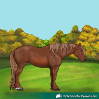 Horse Color:Chestnut 