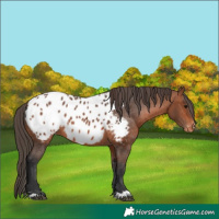 Horse Color:Bay Near Leopard
