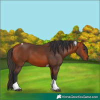 Horse Color:Bay Tobiano 