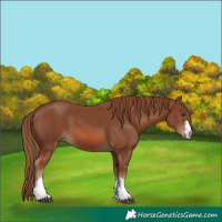 Horse Color:Chestnut 