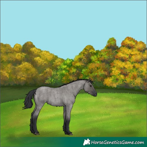 Horse Color:Grullo Roan 