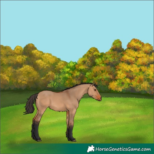 Horse Color:White Spotted Bay Dun 