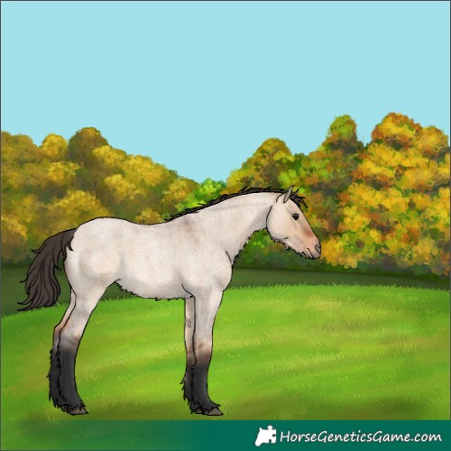 Horse Color:White Spotted Bay Roan Dun 