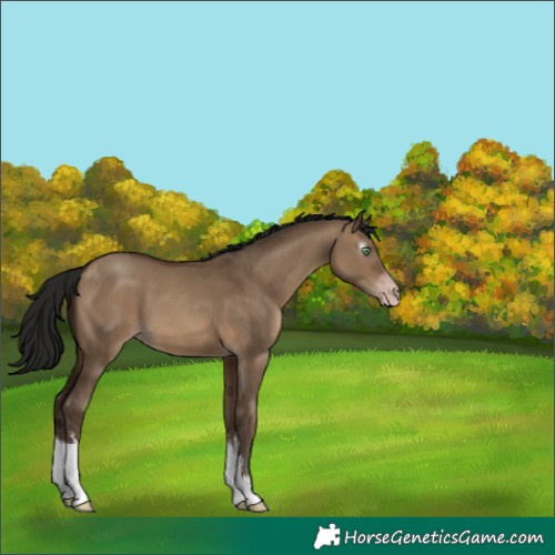 Horse Color:Gray White Spotted Sable Champagne Dun 