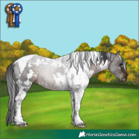 Horse Color:White Spotted Brown Tobiano Rabicano 