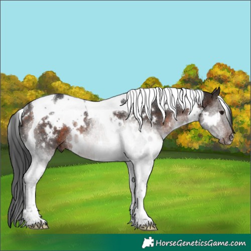 Horse Color:White Spotted Brown Tobiano Rabicano 
