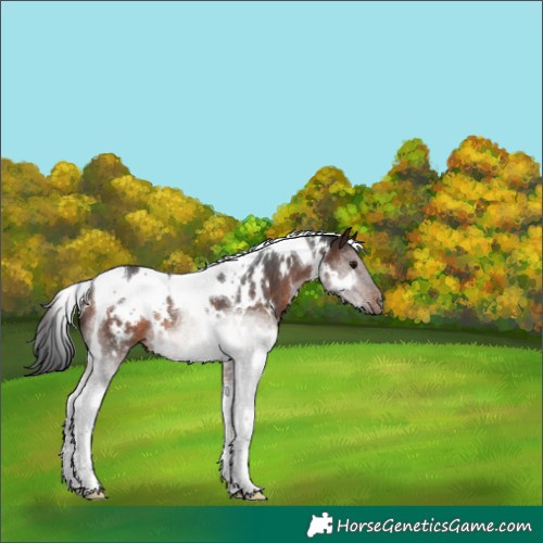 Horse Color:White Spotted Brown Tobiano Rabicano 