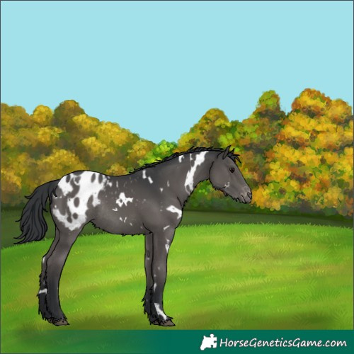 Horse Color:White Spotted Black Blanket Rabicano 