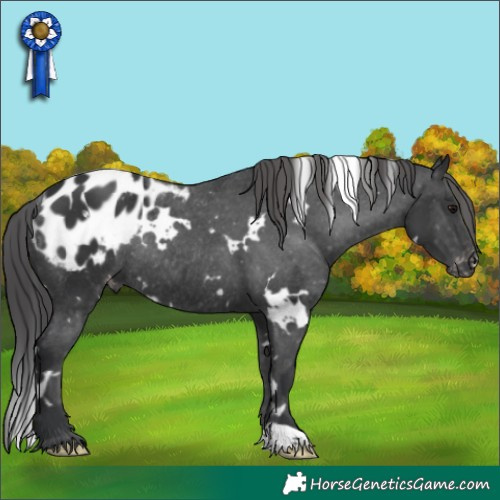 Horse Color:White Spotted Black Blanket Rabicano 