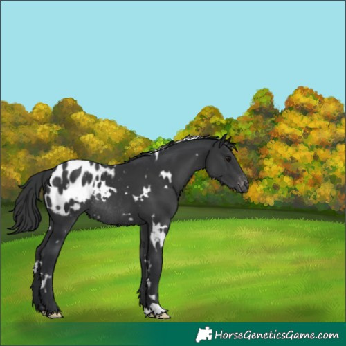 Horse Color:White Spotted Black Appaloosa Rabicano 
