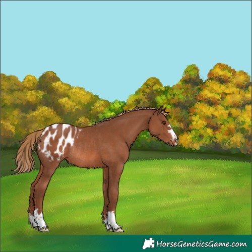 Horse Color:Chestnut Blanket Rabicano 