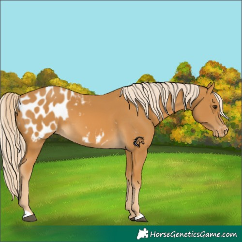 Horse Color:Palomino Appaloosa 