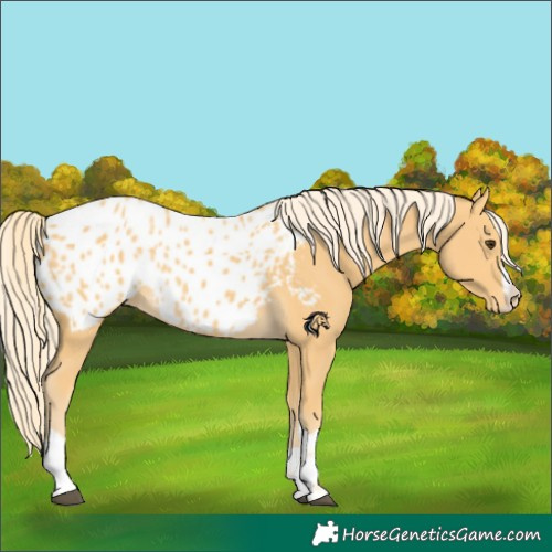 Horse Color:Palomino Appaloosa 