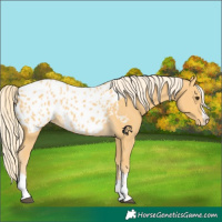 Horse Color:Palomino Appaloosa 
