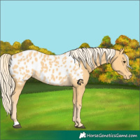 Horse Color:Palomino Appaloosa