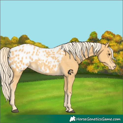 Horse Color:Palomino Appaloosa 