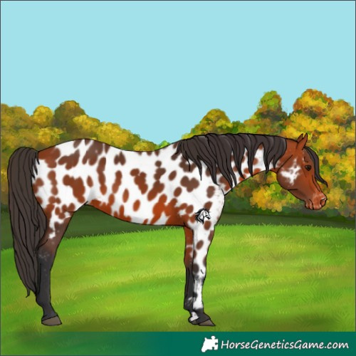 Horse Color:Bay Near Leopard