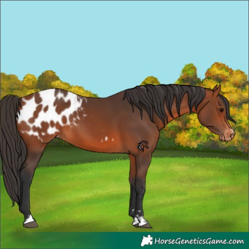 Horse Color:Bay Appaloosa 