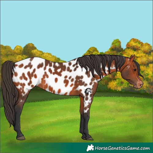 Horse Color:Bay Appaloosa 
