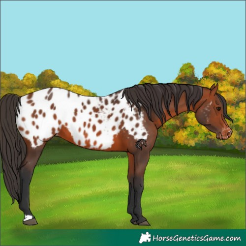 Horse Color:Bay Near Leopard