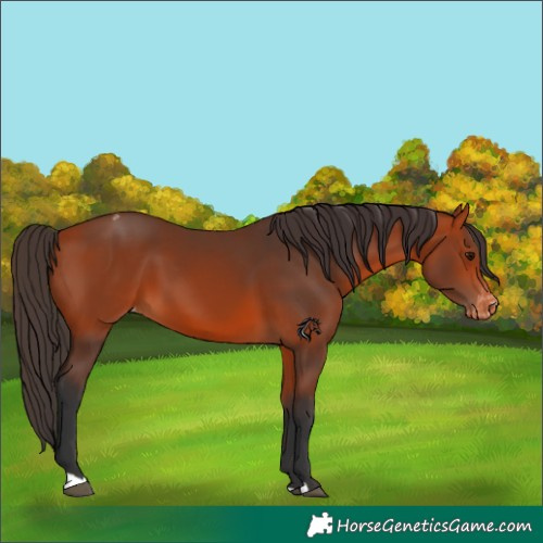 Horse Color:Bay Varnish 