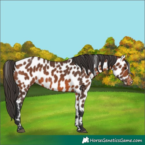 Horse Color:Bay Appaloosa 