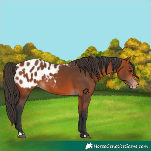 Horse Color:Bay Appaloosa 