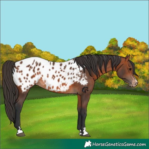 Horse Color:Bay Near Leopard 
