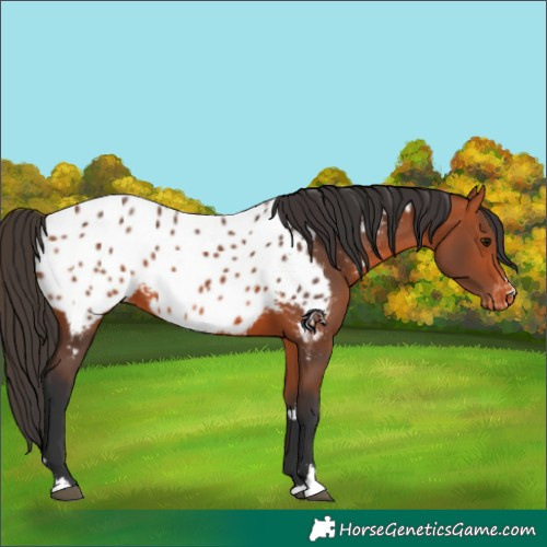 Horse Color:Bay Appaloosa 