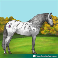 Horse Color:Gray Black Appaloosa