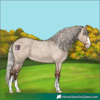 Horse Color:Silver Brown Roan Dun 