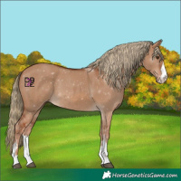 Horse Color:Red Dun