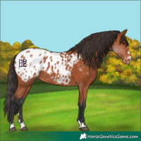 Horse Color:Bay Appaloosa