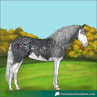 Horse Color:Silver Black Chinchilla Splash
